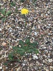 Hypochaeris radicata