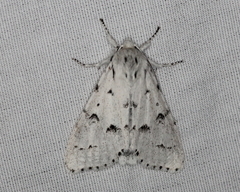 Acronicta vulpina