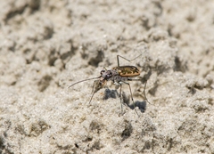 Ellipsoptera marginata