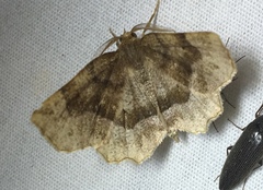 Metarranthis refractaria