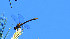 Dromogomphus spinosus