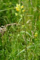 Rhinanthus serotinus