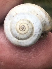 Theba pisana