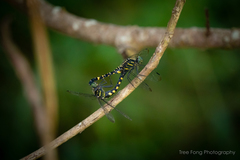 Onychothemis tonkinensis