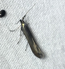 Coleophora mayrella