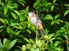 Pycnonotus xanthorrhous