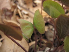 Jeffersonia diphylla