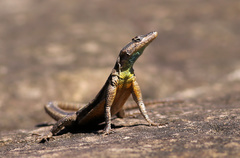 Platysaurus intermedius rhodesianus