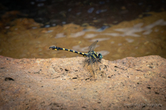 Paragomphus capricornis