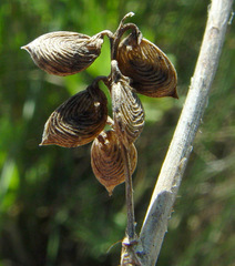 Melilotus messanensis