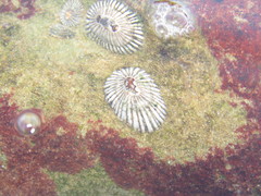 Siphonaria capensis image