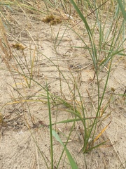 Carex arenaria