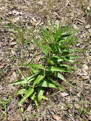 Asclepias asperula