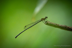 Prodasineura autumnalis