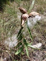 Asclepias asperula