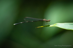 Prodasineura autumnalis