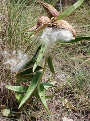 Asclepias asperula