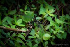 Onychothemis tonkinensis