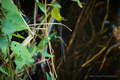 Onychothemis tonkinensis