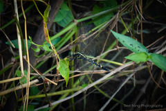 Onychothemis tonkinensis
