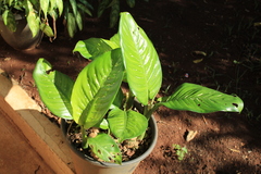 Spathiphyllum wallisii