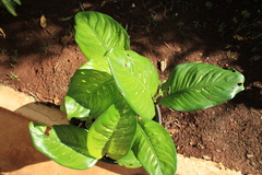 Spathiphyllum wallisii