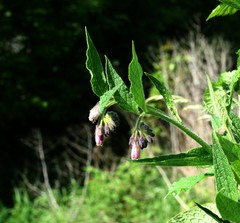 Symphytum officinale