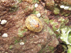 Cellana capensis