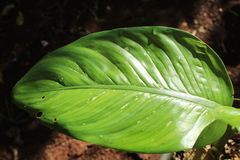 Spathiphyllum wallisii
