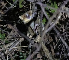 Microcebus murinus