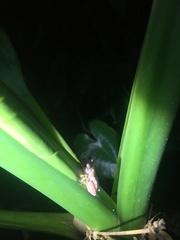 Kurixalus idiootocus