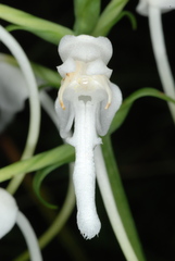 Platanthera integrilabia