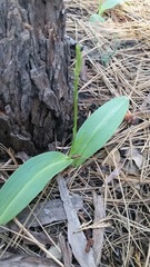 Platanthera elongata