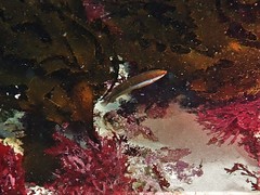 Halichoeres brownfieldi