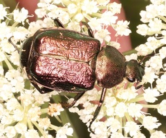 Gnorimus nobilis