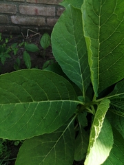 Nicotiana tabacum