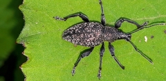 Otiorhynchus caudatus