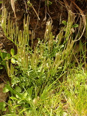 Cardamine resedifolia