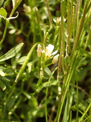 Cardamine resedifolia