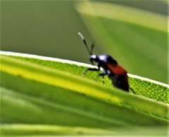 Deraeocoris rutilus