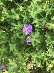 Geranium sylvaticum