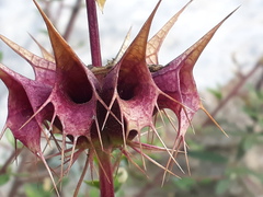 Moluccella spinosa