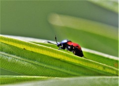 Deraeocoris rutilus