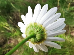 Leucanthemum pallens