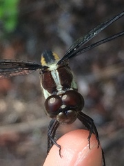 Libellula axilena