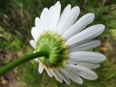 Leucanthemum pallens