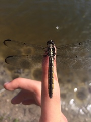 Libellula axilena