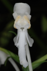 Platanthera integrilabia
