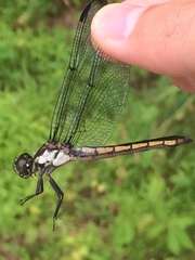 Libellula axilena