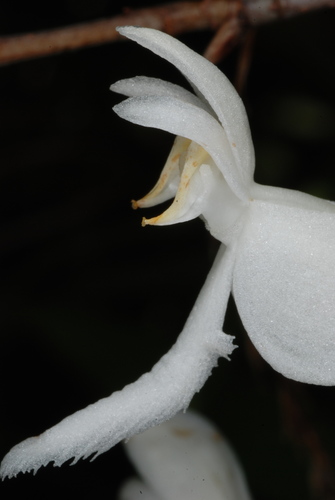 Image of Platanthera integrilabia by (c) Douglas Goldman, some rights reserved (CC BY-SA)